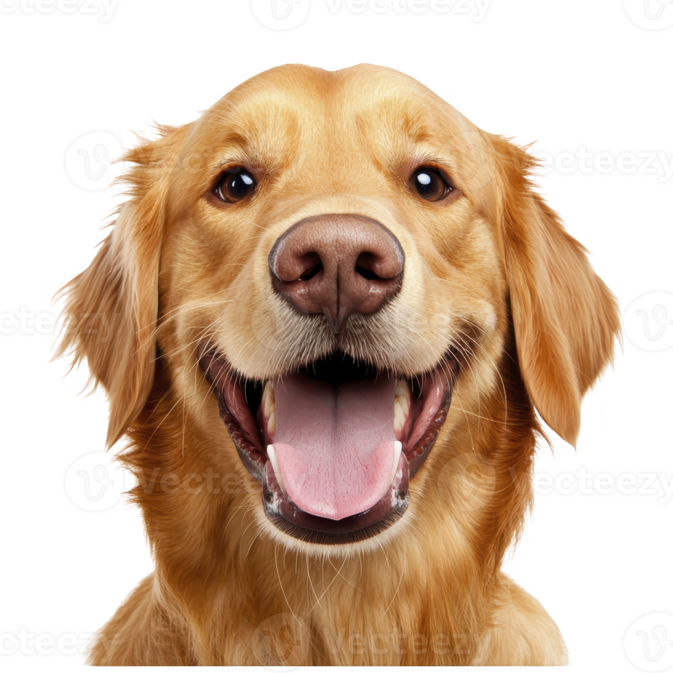 happy golden retriever with joyful expression, showcasing its friendly nature and shiny coat. dog tongue is out, adding to its playful demeanor png