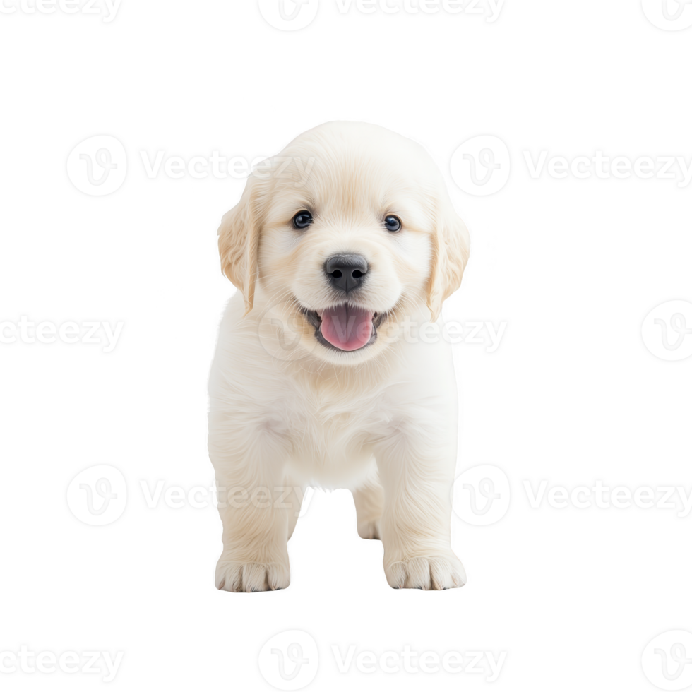 cute golden retriever puppy stands joyfully against transparency background, showcasing its fluffy fur and playful demeanor. puppy bright eyes and wagging tail add to its charm png