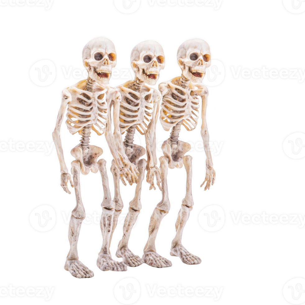 Three human skeletons stand side by side, showcasing detailed bone structures. skeletal figures are positioned row, each with slightly different posture, creating dynamic and eerie visual effect png