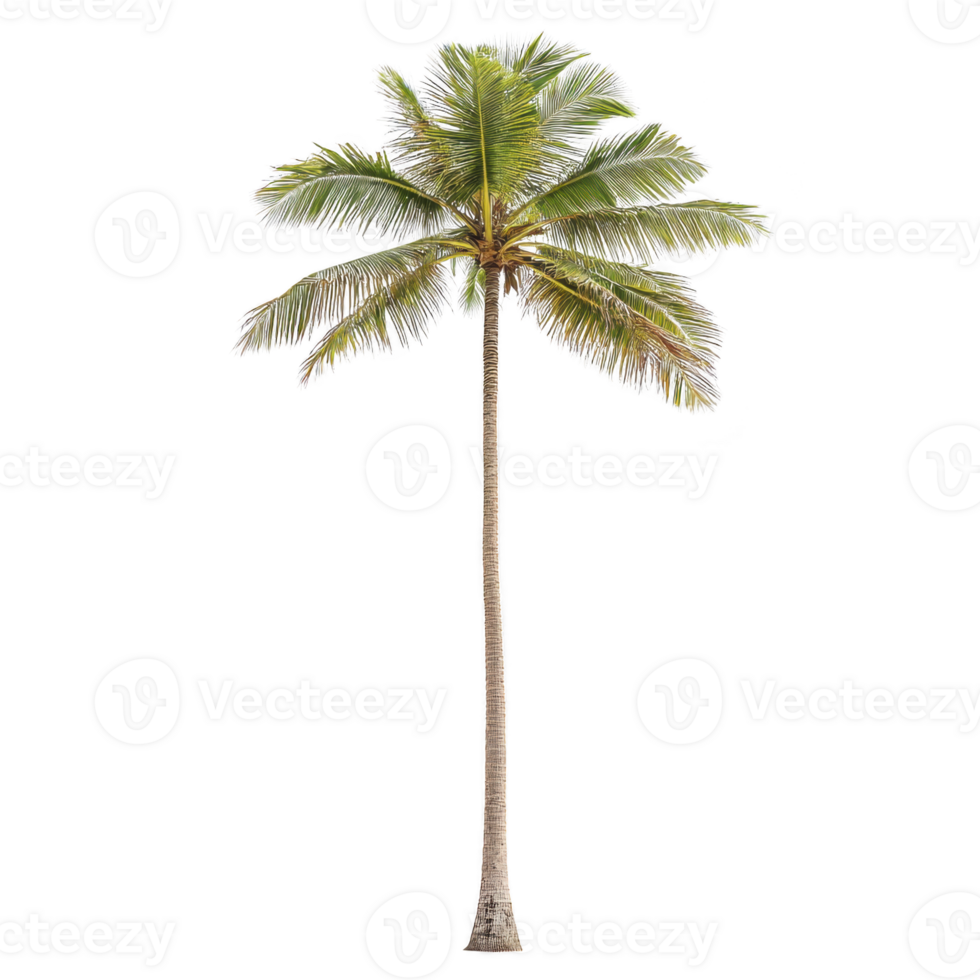tall, lush palm tree with slender trunk and vibrant green fronds, isolated on transparency background, evokes tropical and serene atmosphere png