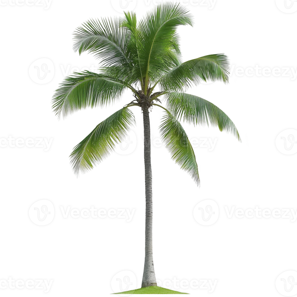 tall, lush green palm tree stands against clear background, showcasing its long, arching fronds and slender trunk. vibrant leaves create tropical and serene atmosphere png