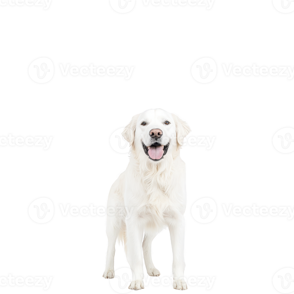 happy golden retriever stands facing forward, showcasing its fluffy white coat and friendly demeanor. dog joyful expression and wagging tail convey sense of warmth and companionship png