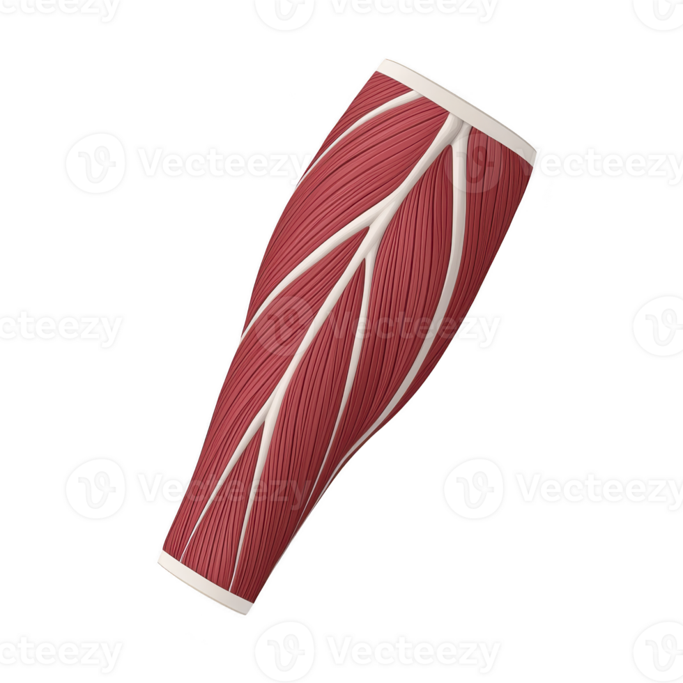 detailed 3D illustration of human calf muscle, showcasing intricate muscle fibers and structure, isolated on transparency background png