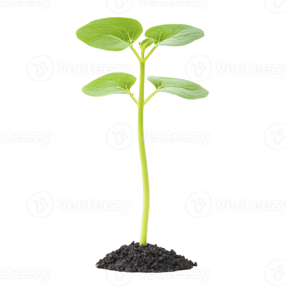 young green plant with vibrant leaves stands tall, emerging from small mound of rich soil, symbolizing growth and new beginnings png