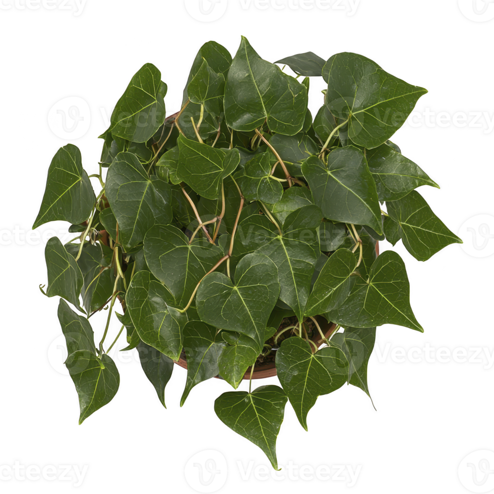 lush, green ivy plant with heart shaped leaves is displayed against transparency background, showcasing its vibrant foliage and intricate vein patterns png