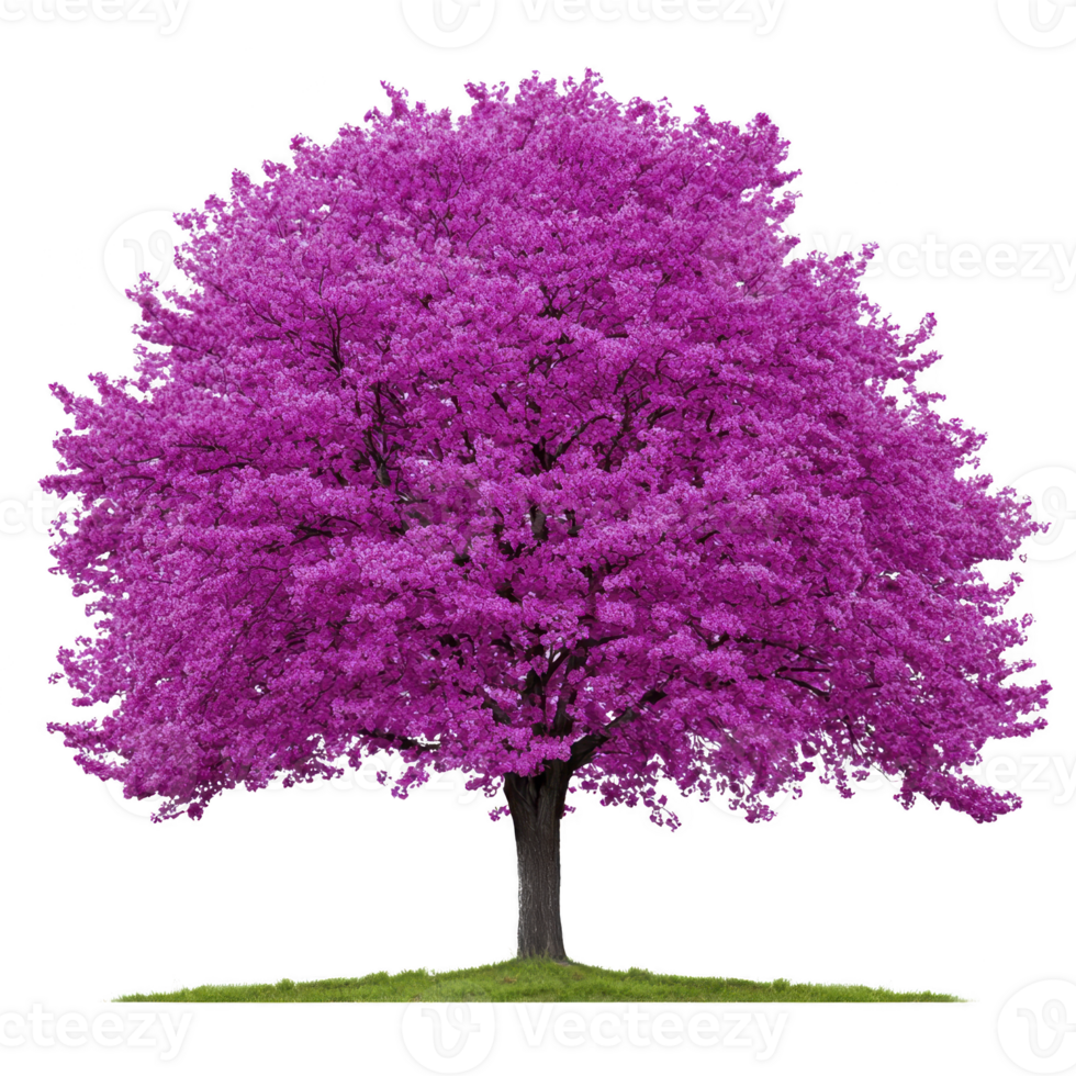 vibrant pink tree in full bloom stands alone on small patch of green grass, showcasing its lush foliage against clear background. tree vivid color creates striking contrast png