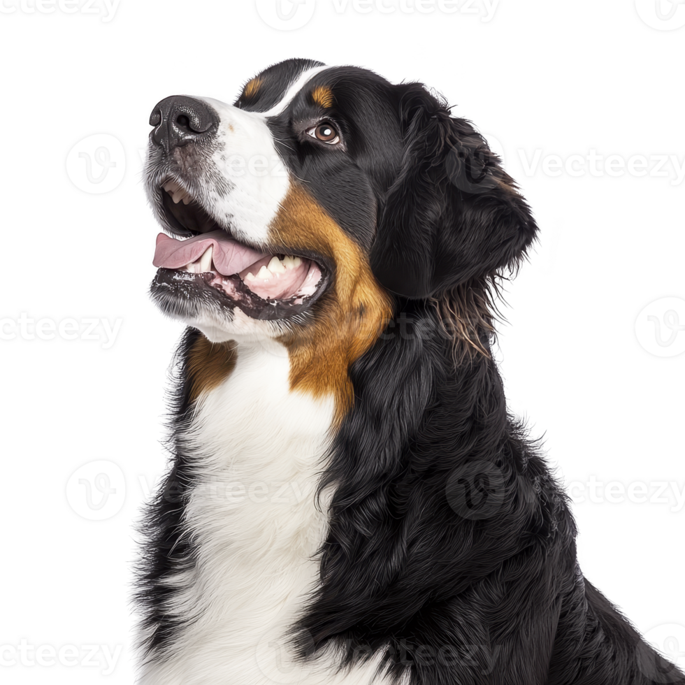 happy Bernese Mountain Dog with fluffy coat looks upward, showcasing its friendly and gentle nature. dog tricolor fur is prominently displayed, highlighting its distinctive markings png