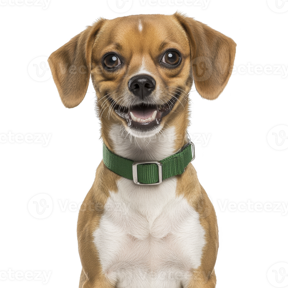 cheerful brown and white dog with green collar sits facing forward, displaying joyful expression. dog ears are perked up, and its eyes are bright and engaging png