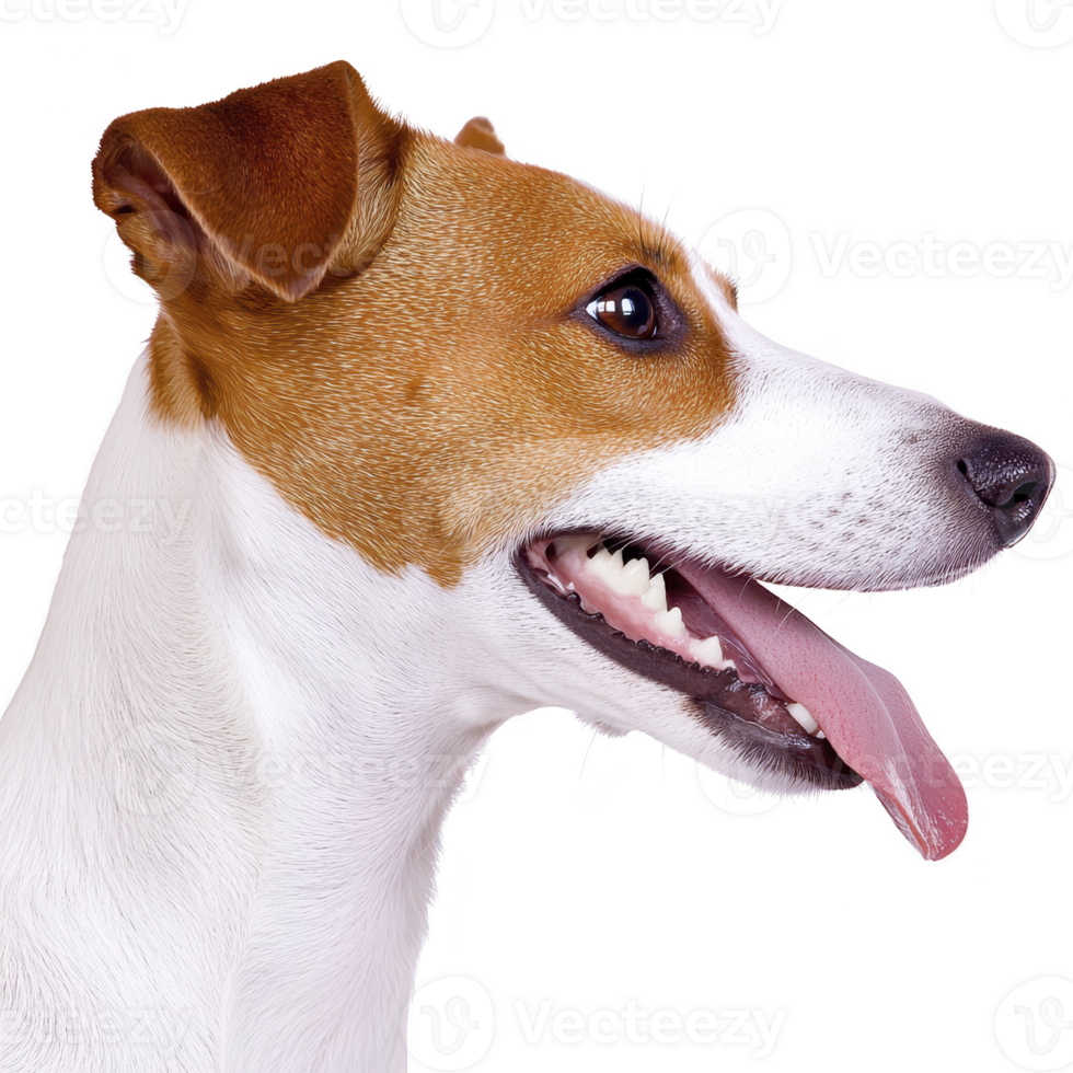 happy Jack Russell Terrier with brown and white coat is shown in profile, tongue out, against transparency background. dog alert expression and perky ears convey energy and playfulness png
