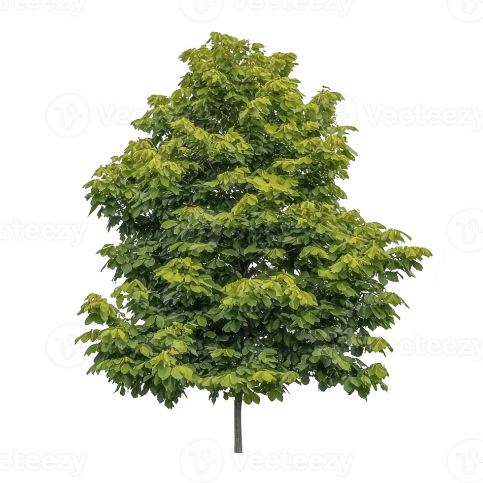 lush green tree with dense foliage stands tall, showcasing its vibrant leaves and natural beauty. tree full canopy and sturdy trunk create serene and peaceful atmosphere png