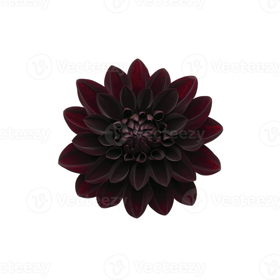 dark, dramatic dahlia flower with deep red petals is centered against transparency background, creating striking and elegant contrast. intricate petal arrangement adds to its captivating beauty png