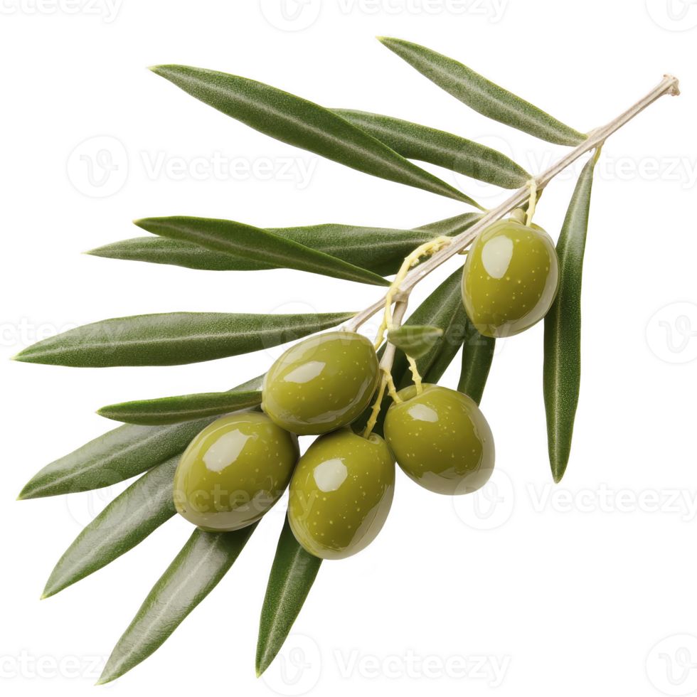 branch of fresh green olives with glossy leaves, showcasing their natural texture and vibrant color. Perfect for culinary and health related themes png