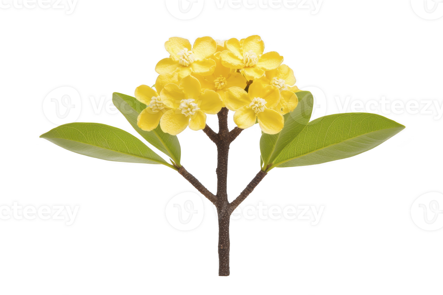 vibrant cluster of yellow flowers with green leaves on single stem, isolated on transparency background, showcasing nature beauty and simplicity png