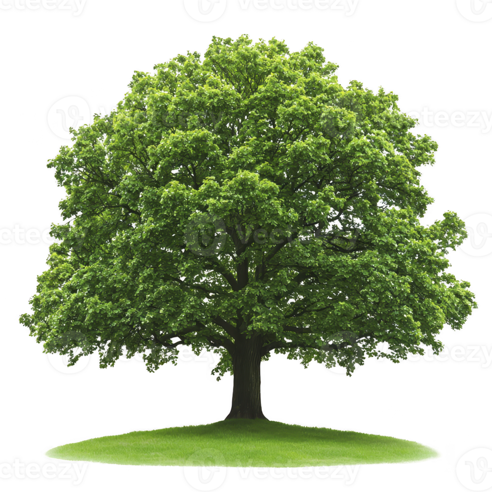 lush green tree stands alone on small grassy mound, showcasing its vibrant foliage and sturdy trunk. scene evokes sense of tranquility and natural beauty png