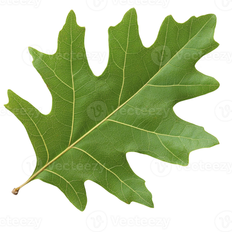 vibrant green oak leaf with detailed veins and smooth texture, showcasing nature intricate design. leaf lobed shape is characteristic of oak trees, symbolizing strength and endurance png