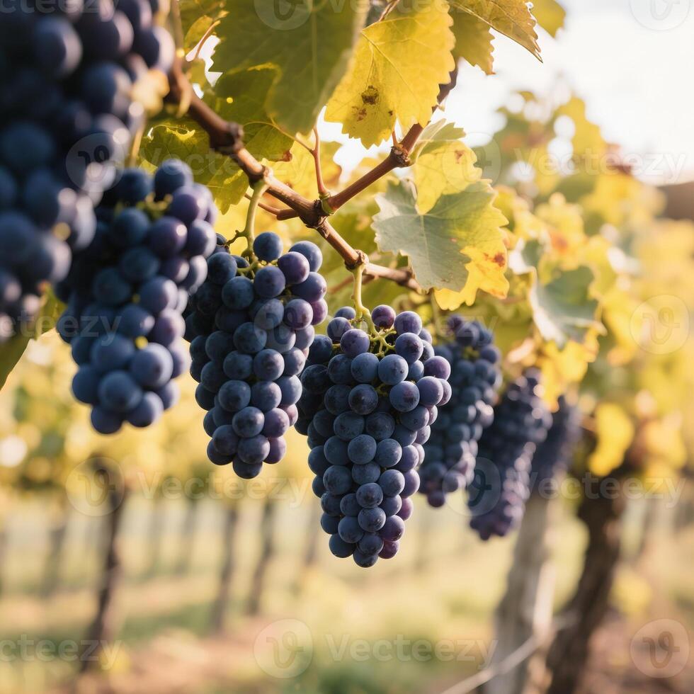 Ripe Vineyard Grapes On The Vine Glowing Under The Harvest Sun photo