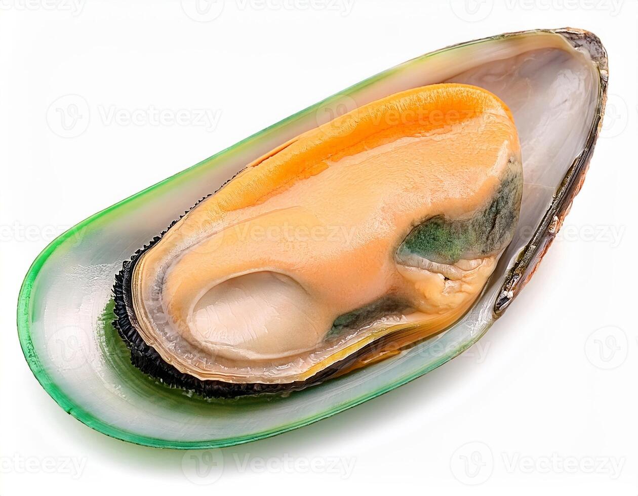 Fresh single green lipped mussel shellfish seafood close up shot isolated on white background photo