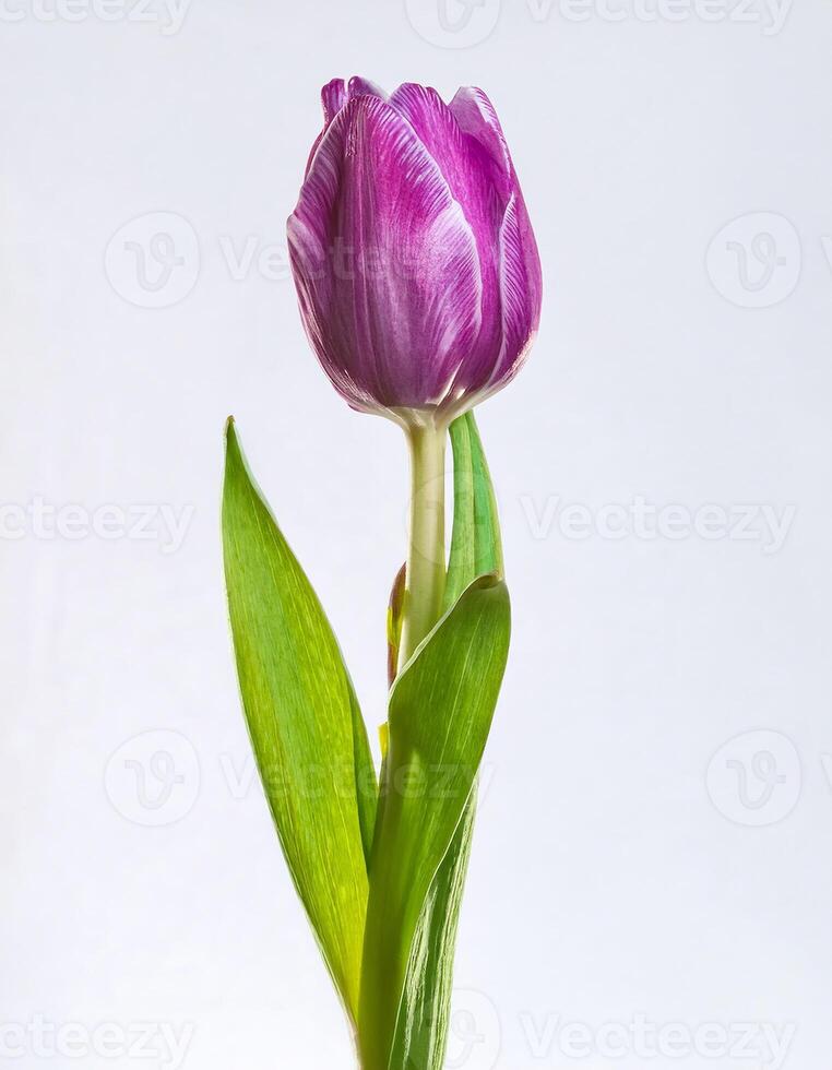 Single Purple Tulip Flower with Green Leaves Isolated on White Background A Beautiful Spring Blossom photo