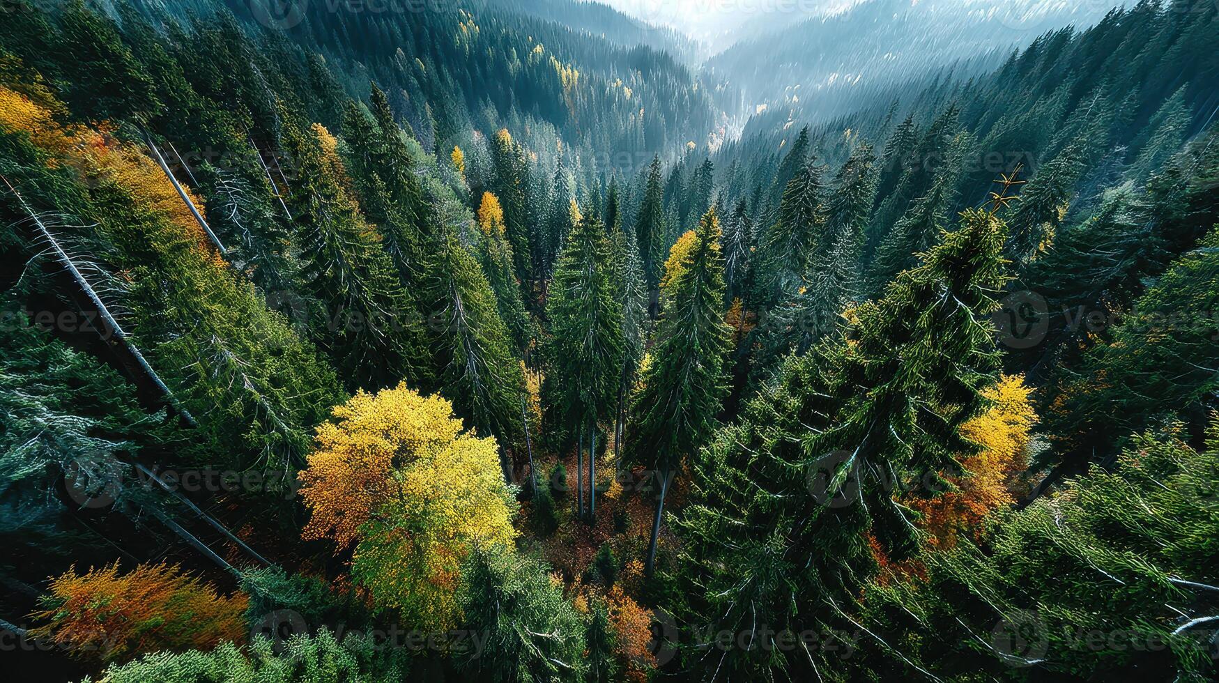Lush forest landscape showcasing vibrant autumn colors in a mountainous region at dawn photo