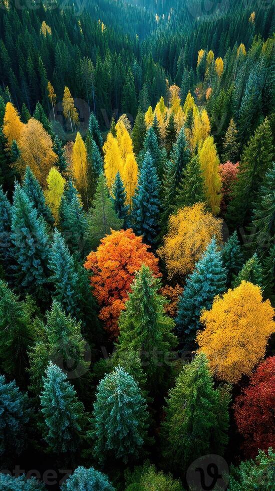 Colorful autumn forest landscape showcases vibrant foliage and diverse tree species from an aerial perspective photo