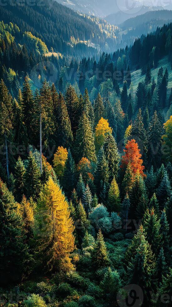 Vibrant autumn trees decorate a mountainous forest landscape during golden hour light photo