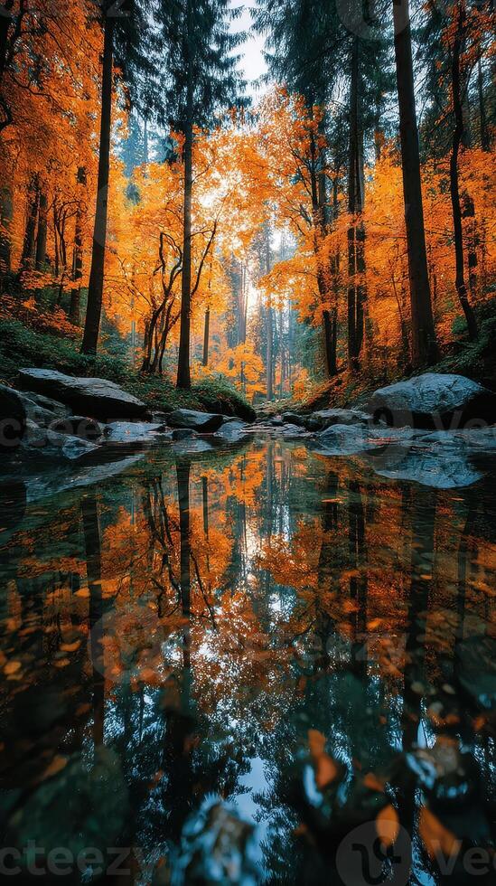 Autumn colors reflected in a tranquil forest stream in the early morning light photo