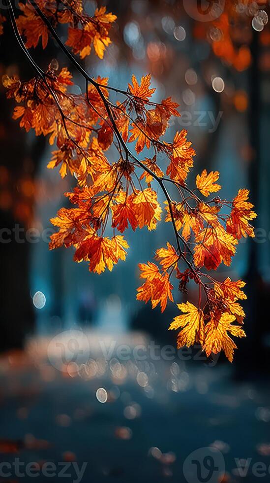 Vibrant autumn leaves illuminated by soft sunlight in a serene outdoor setting during the fall season photo