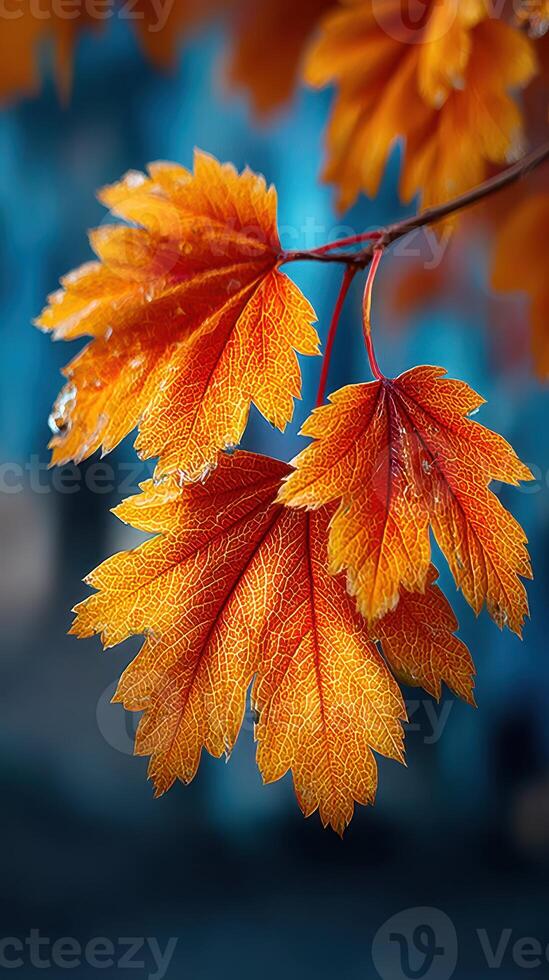 Vibrant orange leaves contrast beautifully against a cool blue backdrop during autumn in a serene outdoor setting photo