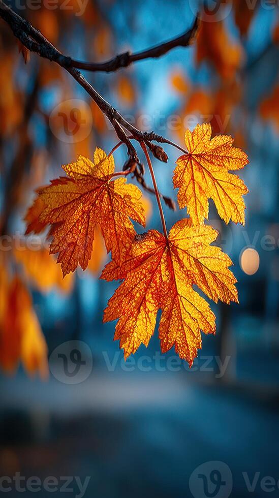 Vibrant orange autumn leaves capturing the essence of fall during sunset in a tranquil park setting photo