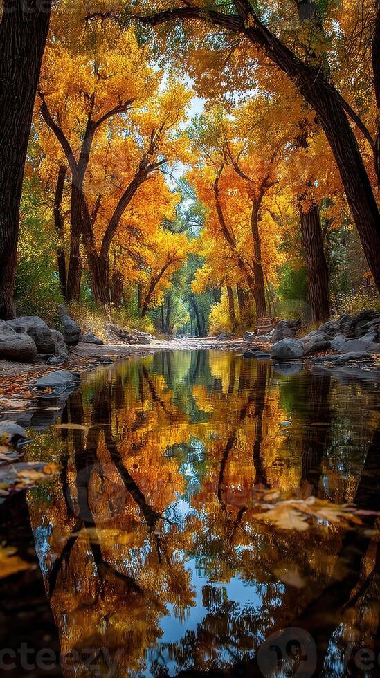 Golden autumn leaves reflect on a tranquil stream in a serene forest pathway photo