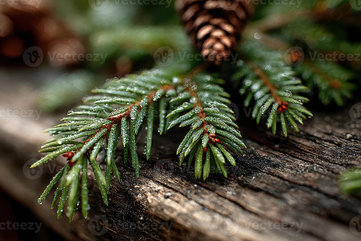 Close-up of a pine branch with dew and a pinecone on a rustic wooden surface during early morning light photo