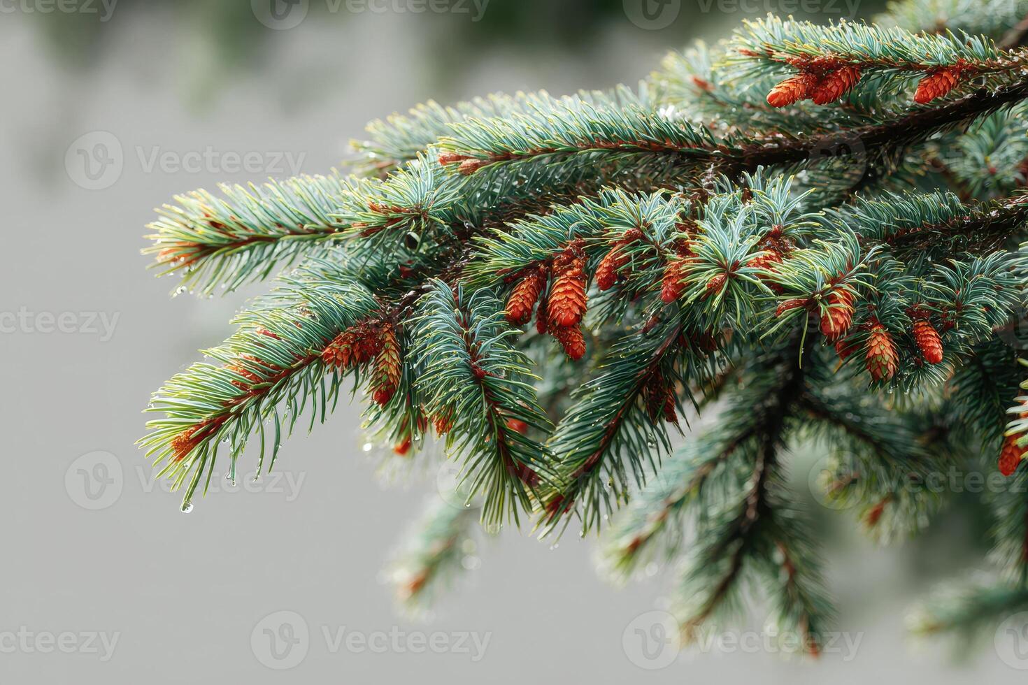 Close-up view of evergreen tree branches with new pine cones in a natural setting during springtime photo