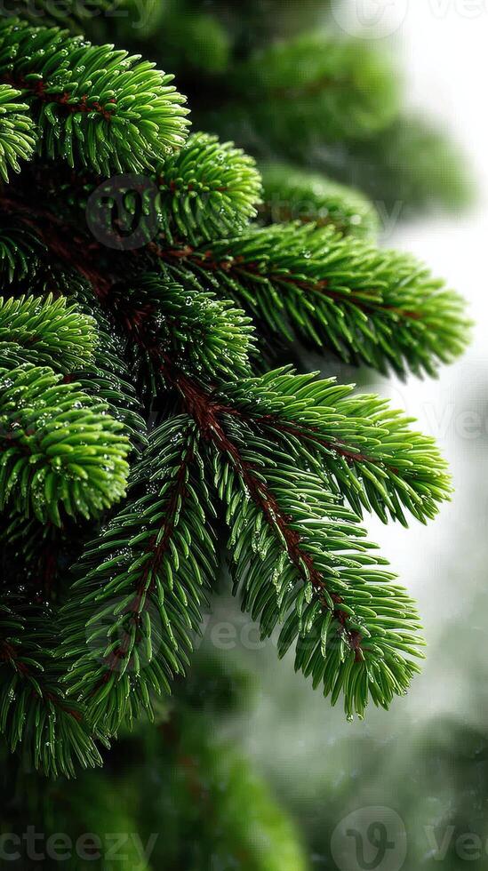 Lush green pine branches adorned with raindrops during a soft misty morning in a tranquil forest setting photo