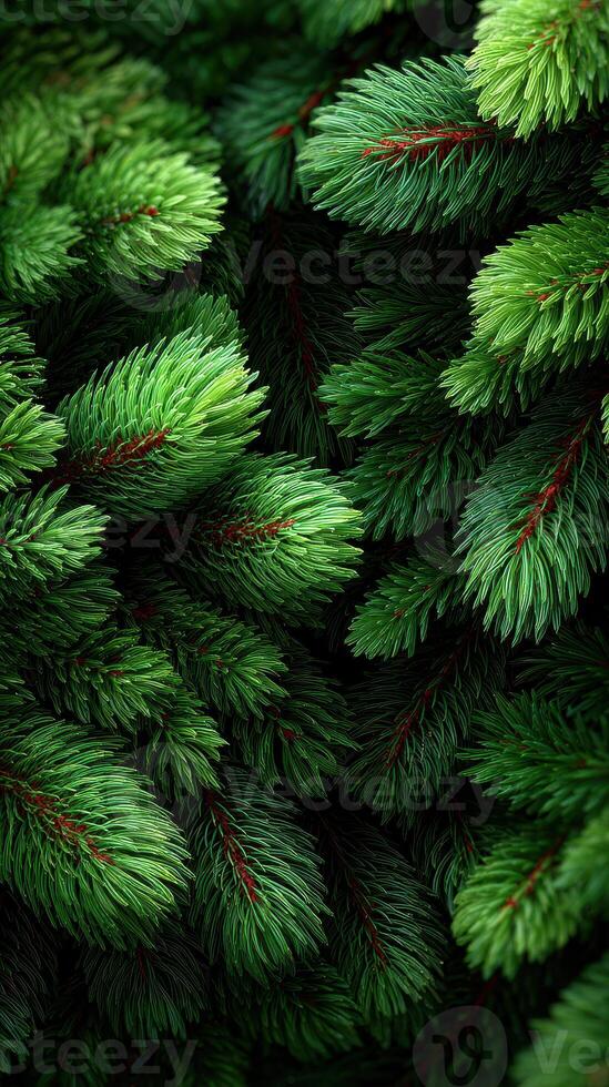 Lush green spruce branches create a vibrant natural backdrop in a peaceful forest setting photo
