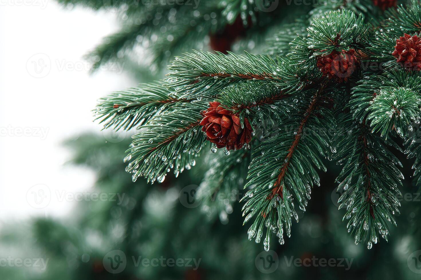 Frost-covered pine branch with pine cones during winter season in a serene landscape photo