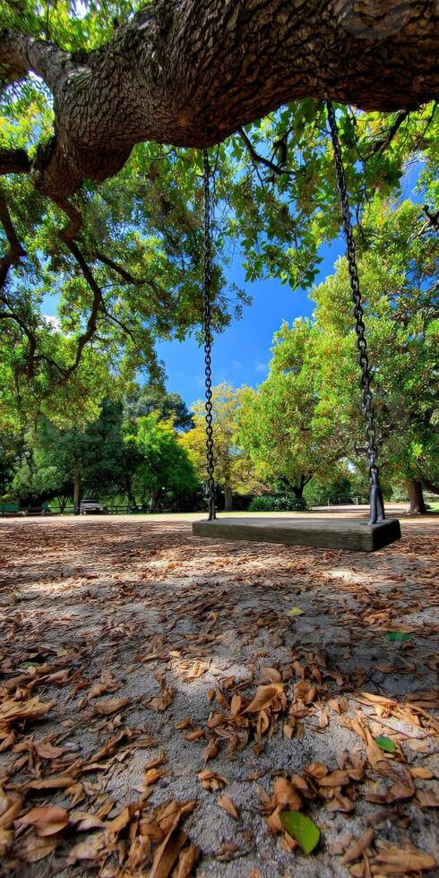 Swing hanging from an oak tree in a park during sunny day photo