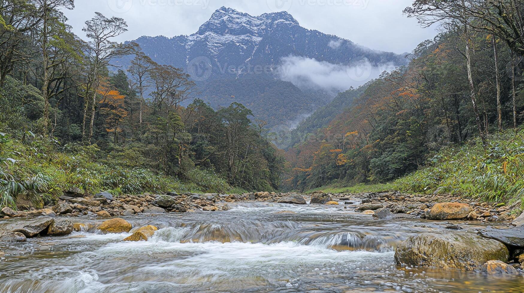 A river flowing through a forest photo
