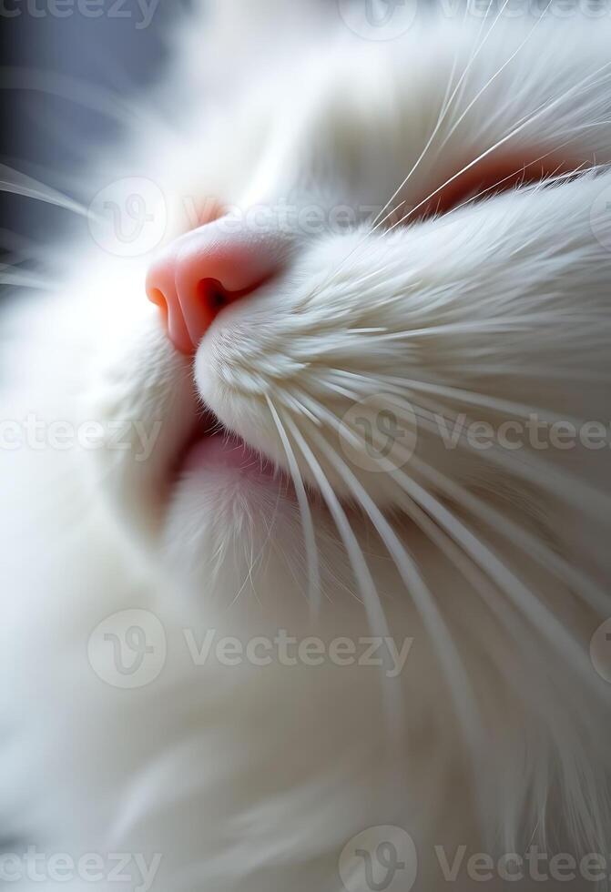 close up of a white cat's face photo