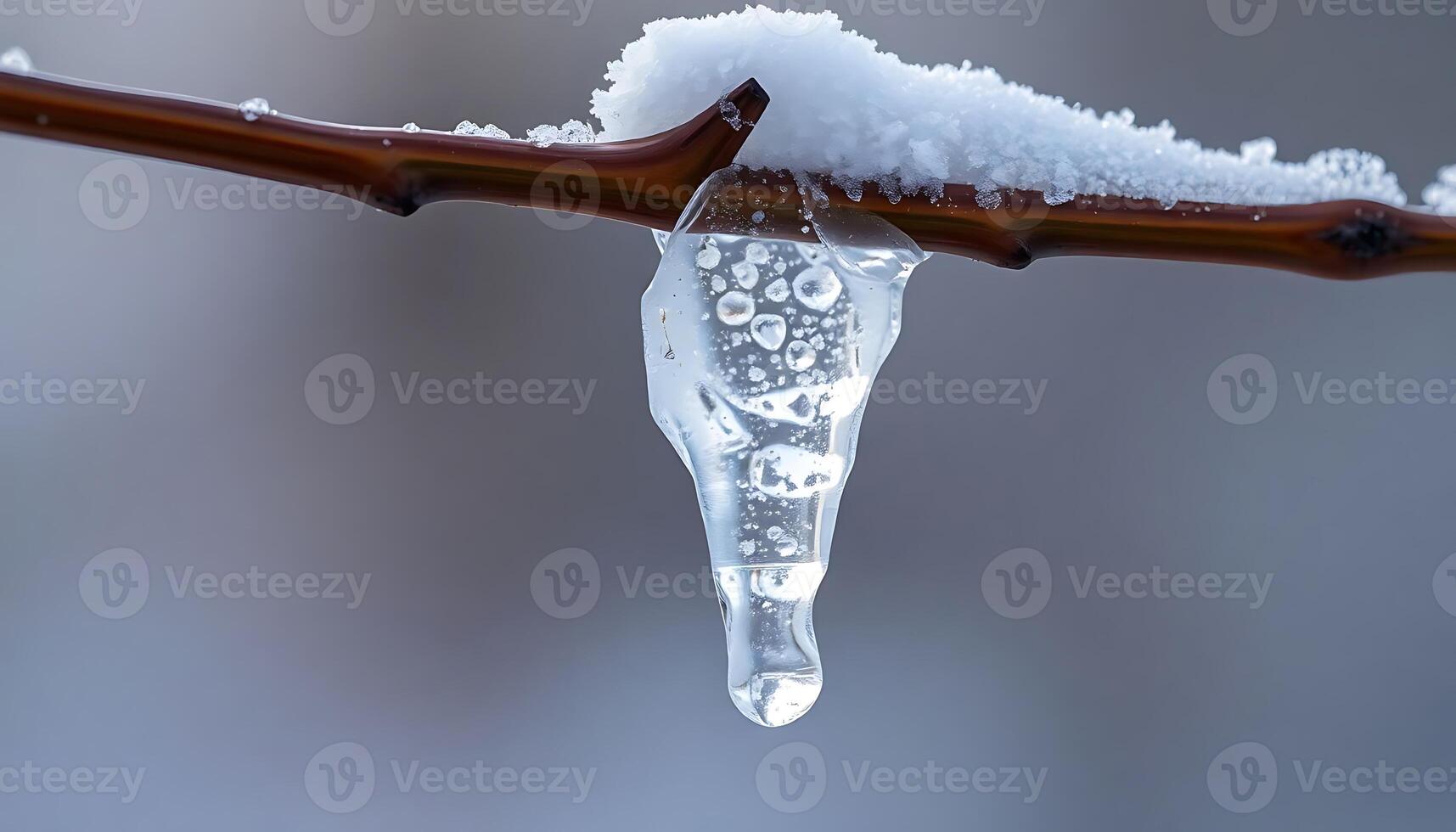 drop of water is hanging from a branch photo