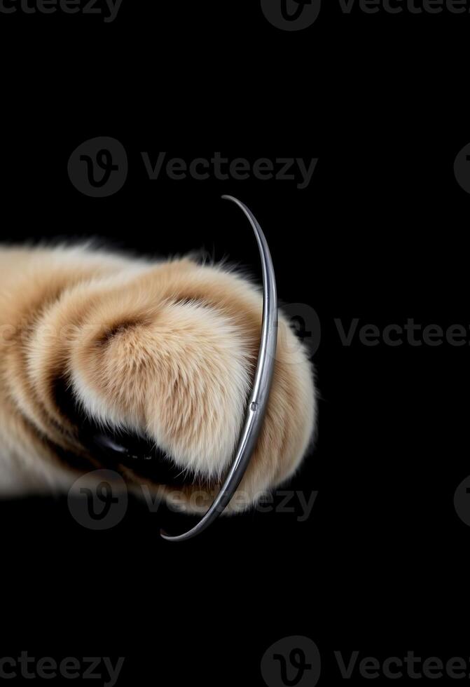 close up of a cat's paw with a metal ring around it photo