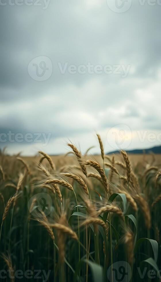 field of tall grass under a cloudy sky photo