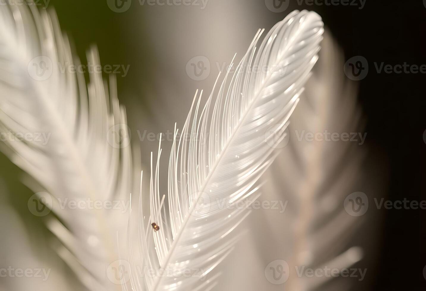 close up of a white feather with a bug on it photo