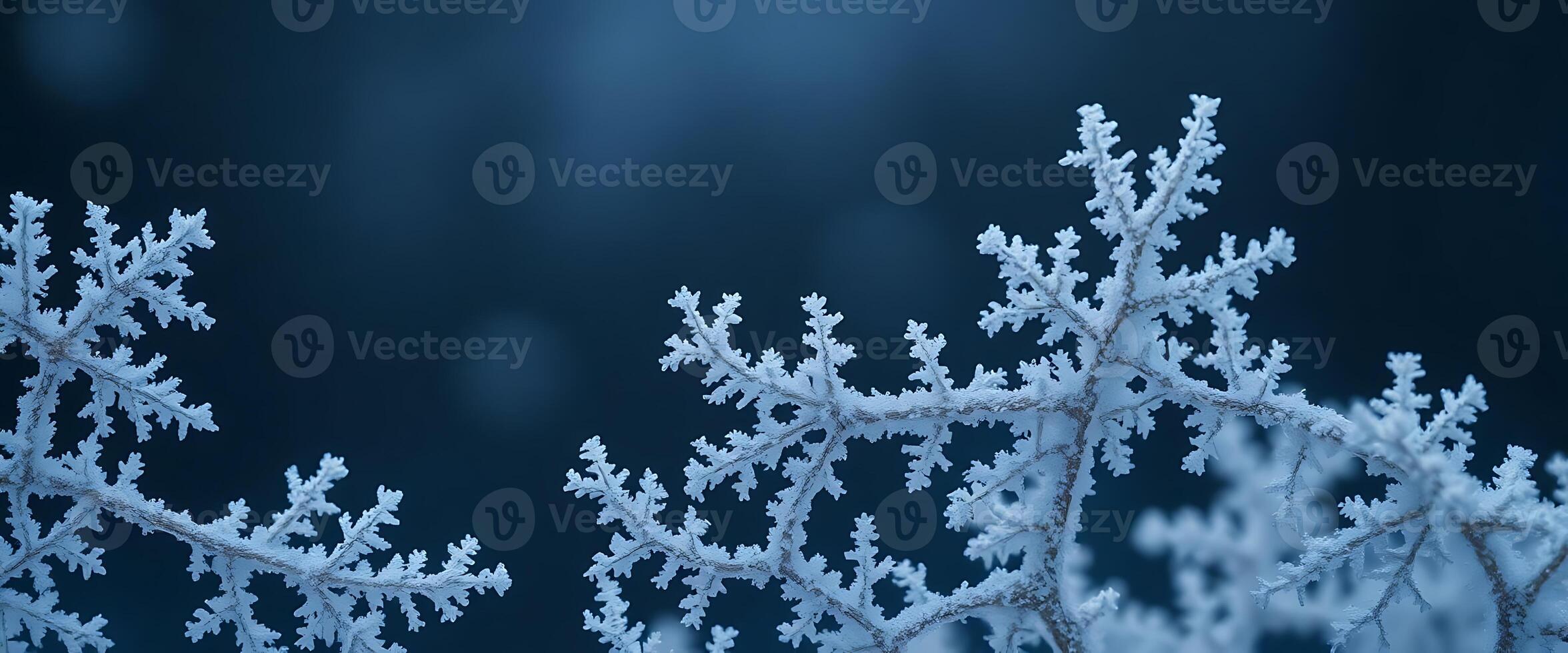 close up of a snow covered tree branch photo