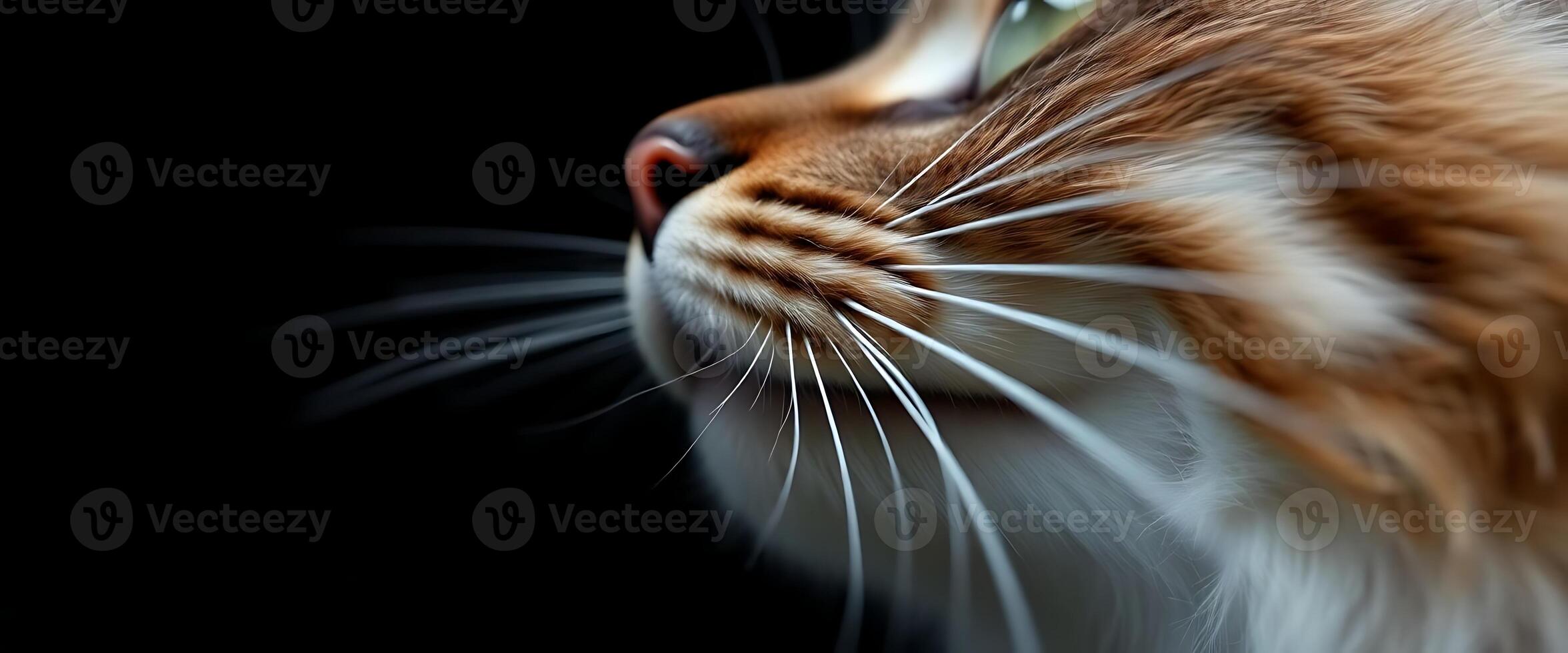 close up of a cat's face on a black background photo