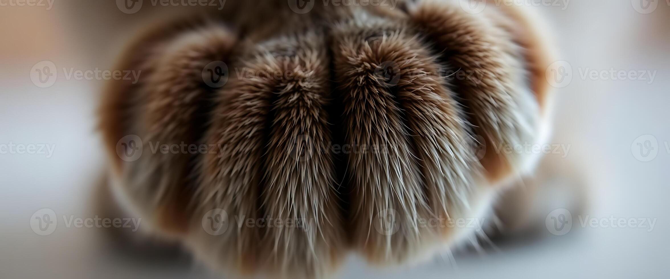 close up of a dog's paw with a blurry background photo