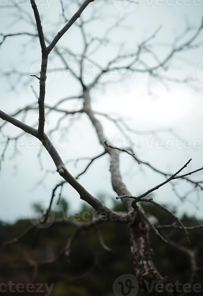 bare tree with no leaves on it photo