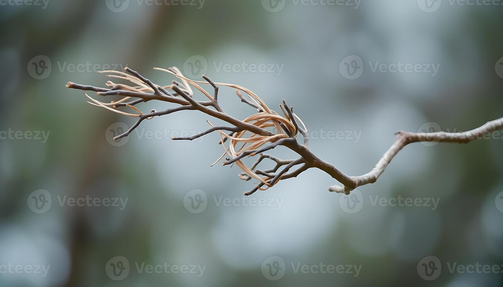 close up of a tree branch with no leaves photo