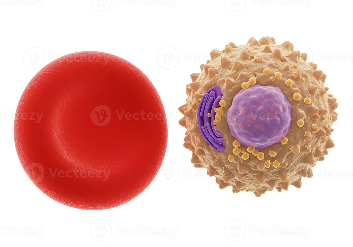 Red Blood Cell vs White Blood Cell Illustration, Medical Science, Biology, Health, Cellular Structure. photo