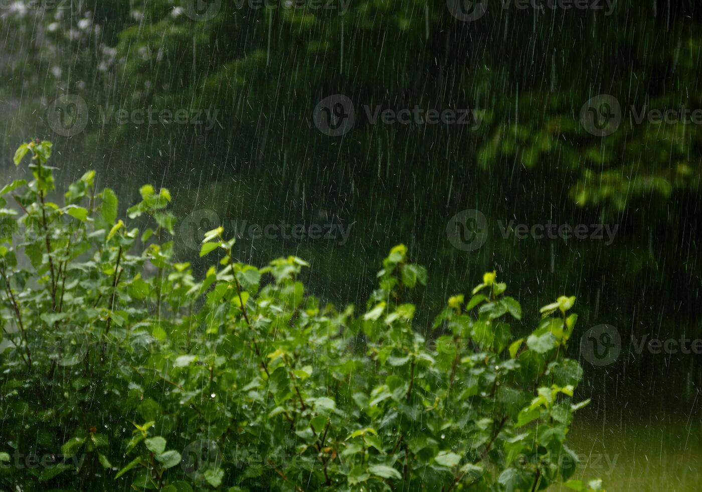 A bush is covered in rain and the leaves are wet photo