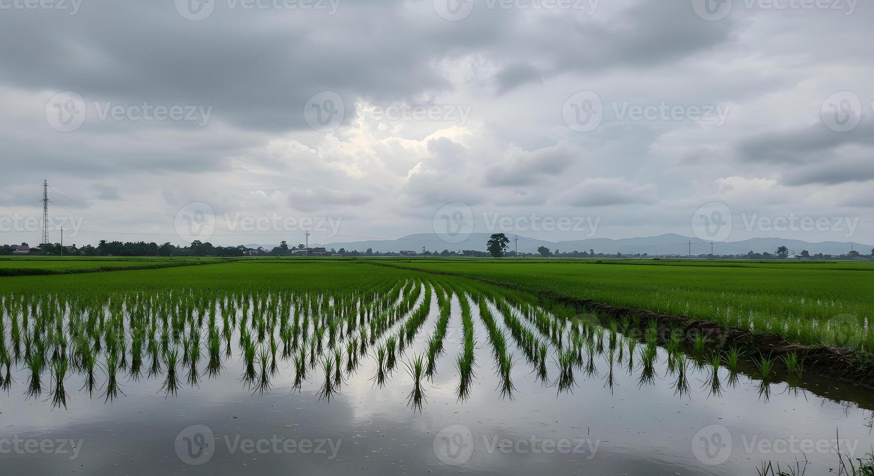 A large field of green rice photo